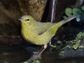 Orange-crowned Warbler