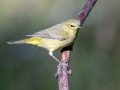 Orange-crowned Warbler