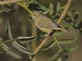 Orange-crowned Warbler
