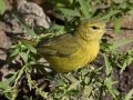 Orange-crowned Warbler