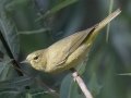 Orange-crowned Warbler