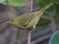 Orange-crowned Warbler