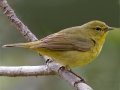Orange-crowned Warbler
