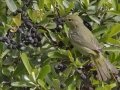 Orange-crowned Warbler