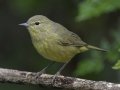 Orange-crowned Warbler
