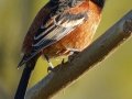 Orchard Oriole