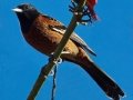Orchard Oriole