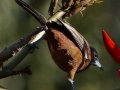 Orchard Oriole