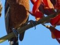 Orchard Oriole
