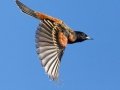 Orchard Oriole