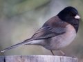 Oregon Junco