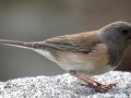 Oregon Junco