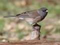 Oregon Junco
