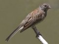 Oregon Junco