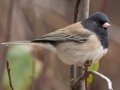 Oregon Junco