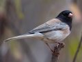 Oregon Junco