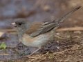 Oregon Junco
