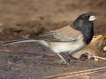 Oregon Junco