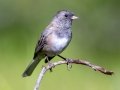 Oregon Junco