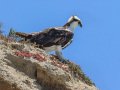Osprey - La Jolla Shores Park (sandy beach), San Diego, California, Jun 24, 2016
