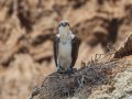 Osprey - La Jolla Shores Park (sandy beach), San Diego, California, Jun 24, 2016