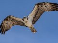 Osprey - Seacoast Drive to Tijuana River mouth, San Diego, California, Jul 27, 2016
