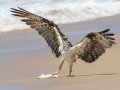 Osprey - Seacoast Drive to Tijuana River mouth, San Diego, California, Jul 27, 2016
