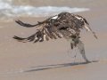 Osprey - Seacoast Drive to Tijuana River mouth, San Diego, California, Jul 27, 2016