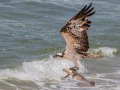 Osprey - Seacoast Drive to Tijuana River mouth, San Diego, California, Jul 27, 2016