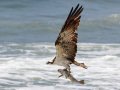 Osprey - Seacoast Drive to Tijuana River mouth, San Diego, California, Jul 27, 2016