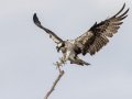 Osprey - Santee Lakes, San Diego, California, Nov 15, 2017