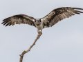 Osprey - Santee Lakes, San Diego, California, Nov 15, 2017
