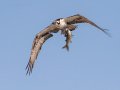Osprey - Bolsa Chica--Walk Bridge, Inner Bay, Orange, California, Dec 11, 2018