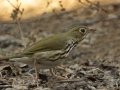 Ovenbird