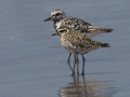 Pacific Golden-Plover with Larger Black-bellied Plover
