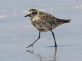 Pacific Golden-Plover