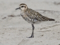 Pacific Golden-Plover