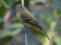 Pacific-slope Flycatcher