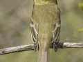Pacific-slope Flycatcher