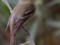 Pacific-slope Flycatcher