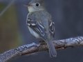 Pacific-slope Flycatcher