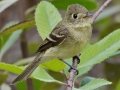 Pacific-slope Flycatcher