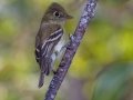 Pacific-slope Flycatcher