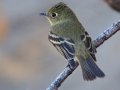 Pacific-slope Flycatcher