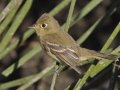 Pacific-slope Flycatcher