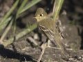 Pacific-slope Flycatcher
