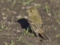 Pacific-slope Flycatcher