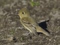 Pacific-slope Flycatcher