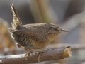 Pacific Wren