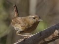 Pacific Wren
